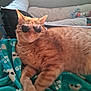 cat, orange_tabby, sunglasses, blanket, skull_pattern, couch, cushion, indoor, pet, relaxed, fur, whiskers, home, cozy, laid_back, animal, cute, portrait, resting, accessory