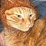 Sunny is registered to the contest to win money with this photo: animal, cat, close_up, costume, cozy, cute, domestic_cat, expression, face, feline, fur, ginger_cat, indoor, lion_mane, mammal, orange_fur, pet, portrait, relaxed, whiskers
