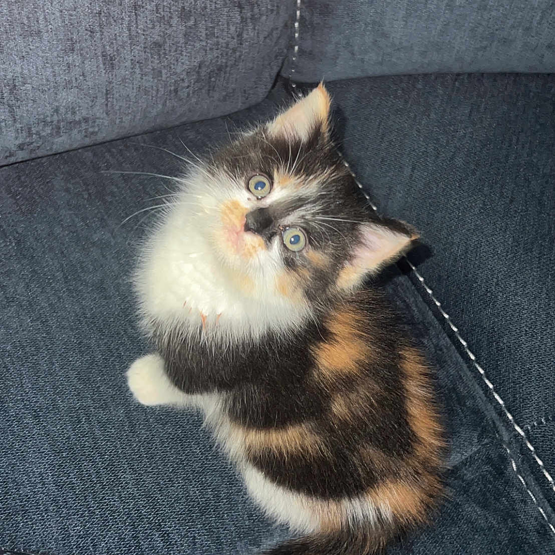 Mousee