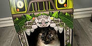 Moonie Monroe is registered to the contest to win money with this photo: animal, box, cardboard_box, cat, curious, cute, decorative, eyes, feline, floor, green, home, indoor, jungle_theme, looking, pet, plant_design, playful, sitting, toy