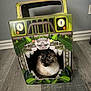 Moonie Monroe is registered to the contest to win money with this photo: cat, cardboard_box, indoor, floor, animal, curious, pet, feline, eyes, decorative, jungle_theme, green, plant_design, toy, home, cute, playful, box, sitting, looking
