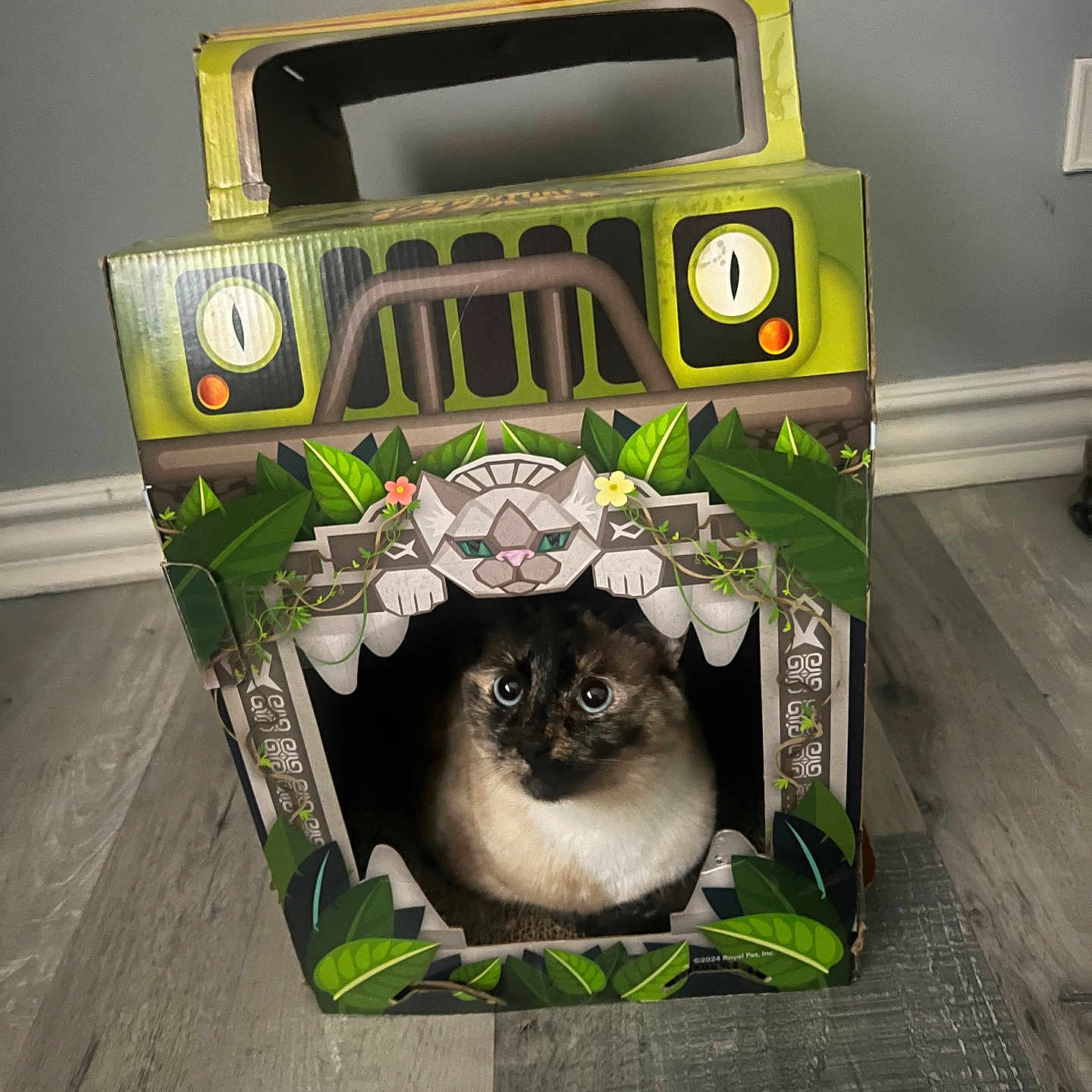 Moonie Monroe is registered to the contest to win money with this photo: animal, box, cardboard_box, cat, curious, cute, decorative, eyes, feline, floor, green, home, indoor, jungle_theme, looking, pet, plant_design, playful, sitting, toy
