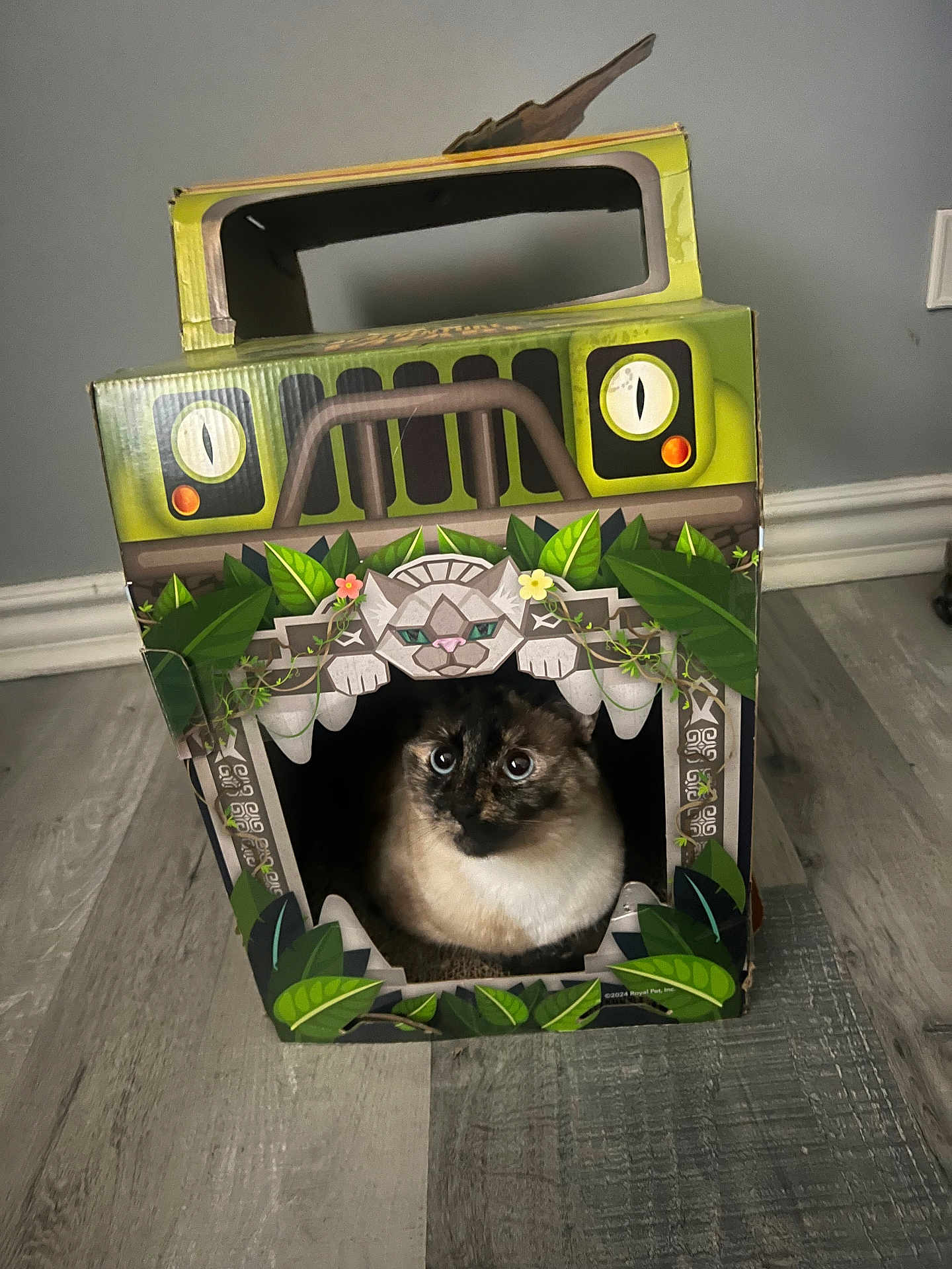 Moonie Monroe is registered to the contest to win money with this photo: cat, cardboard_box, indoor, floor, animal, curious, pet, feline, eyes, decorative, jungle_theme, green, plant_design, toy, home, cute, playful, box, sitting, looking