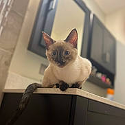 Moonie Monroe joined the competition — help win amazing prizes! animal, blue_eyes, cat, closeup, countertop, curious, domestic, ears, feline, fur, home, indoor, kitchen, looking, pet, portrait, siamese_cat, sitting, tail, whiskers