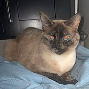 Moonie Monroe is registered to the contest to win money with this photo: cat, siamese_cat, animal, pet, indoor, blanket, blue_blanket, feline, sleepy, resting, fur, whiskers, ears, face, eyes, dark_background, closeup, cute, domestic_cat, lying_down