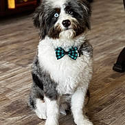 Bleu is registered to the contest to win money with this photo: adorable, animal, blue_eye, bow_tie, brown_eye, companion, curious, cute, dog, domestic_animal, fluffy, fur, heterochromia, indoor, pet, portrait, puppy, sitting, wooden_floor, young_dog
