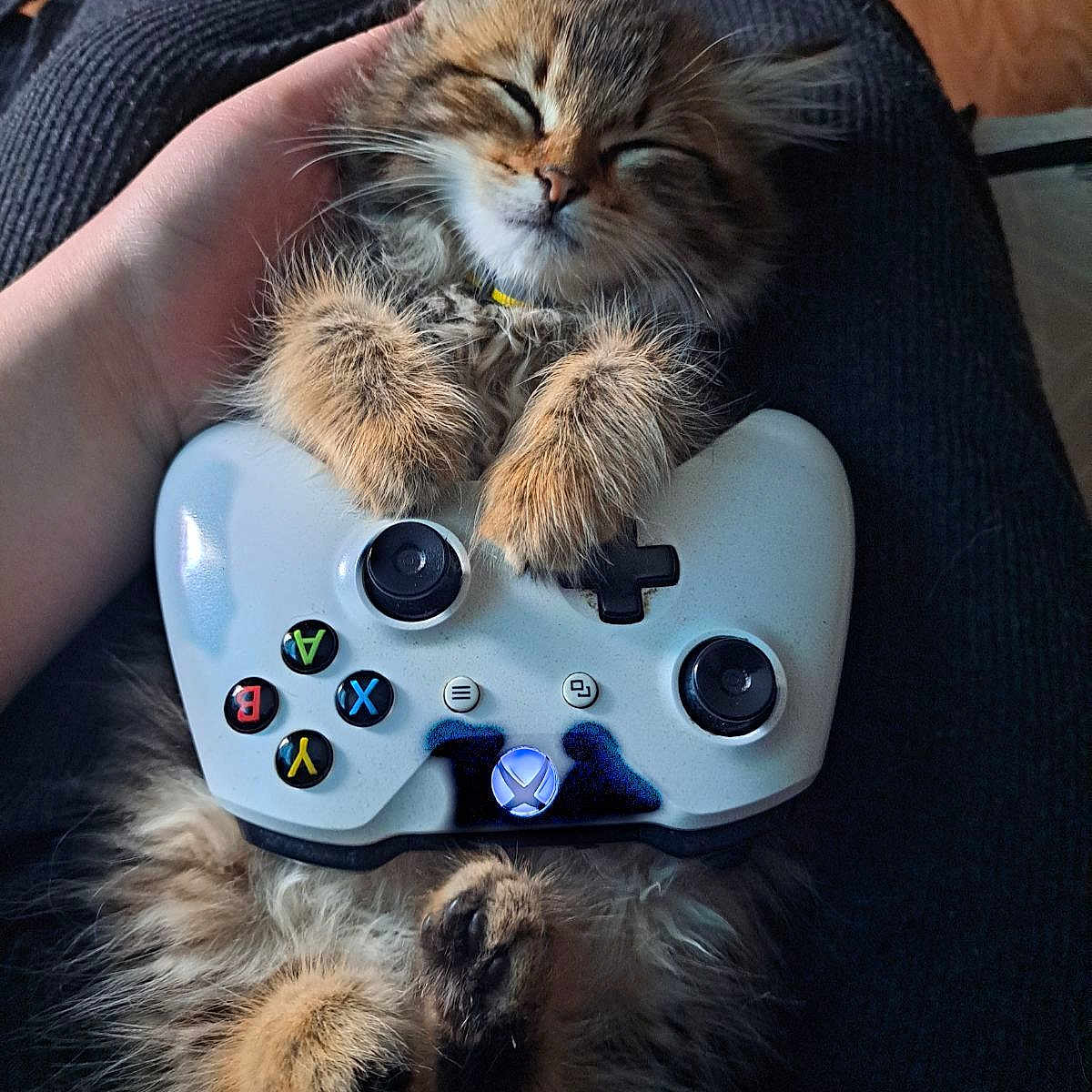 Clutch is registered to the contest to win money with this photo: animal, canine, cat, couch, cushion, dog, electronics, face, furniture, homedecor, joystick, kitten, manx, person, pet, photography, puppy, remotecontrol, sleeping, videogaming