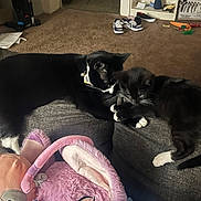 Ella is registered to the contest to win money with this photo: animal, black_and_white_cat, carpet, cat, companions, couch, cozy, cute, furniture, home, indoor, kitten, living_room, pets, playful, plush_toy, relaxing, resting, shoes, soft_toy