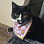 Ella is registered to the contest to win money with this photo: animal, bandana, black_and_white, carpet, cat, close_up, curious, cute, ears, eyes, feline, ghost, gray_carpet, indoor, pet, pumpkin, purple_bandana, resting, soft_texture, whiskers