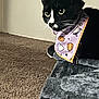 Ella joined the competition — help win amazing prizes! alert, animal, bandana, black_and_white_cat, carpet, cat, cat_tree, close_up, cute, ears, feline, ghost_pattern, gray_cat_tree, halloween_theme, indoor, pet, pumpkin_pattern, purple_bandana, whiskers, wide_eyes