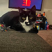 Ella joined the competition — help win amazing prizes! cat, black_and_white, pet, indoor, couch, living_room, television, technology, yellow_eyes, curious, feline, whiskers, ears, carpet, furniture, home, relaxed, domestic_animal, closeup, animal