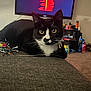 cat, black_and_white, pet, indoor, couch, living_room, television, technology, yellow_eyes, curious, feline, whiskers, ears, carpet, furniture, home, relaxed, domestic_animal, closeup, animal