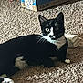alert, animal, black_and_white, box, carpet, cat, curious, cute, domestic_cat, feline, floor, fur, home, indoor, paw, pet, resting, tuxedo_cat, whiskers, young_cat