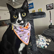 Ella is registered to the contest to win money with this photo: animal, background, bandana, black_and_white, cat, cat_tree, cozy, curious, decorations, ears, furniture, household, indoor, living_room, nose, pet, seated, soft_fabric, whiskers, wide_eyes
