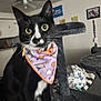 animal, background, bandana, black_and_white, cat, cat_tree, cozy, curious, decorations, ears, furniture, household, indoor, living_room, nose, pet, seated, soft_fabric, whiskers, wide_eyes
