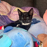 Binx is registered to the contest to win money with this photo: kitten, cat, black_and_white, plush_toy, blanket, couch, indoor, pet, feline, cute, young_animal, whiskers, ears, relaxing, cozy, soft_toy, animal, domestic, portrait, resting
