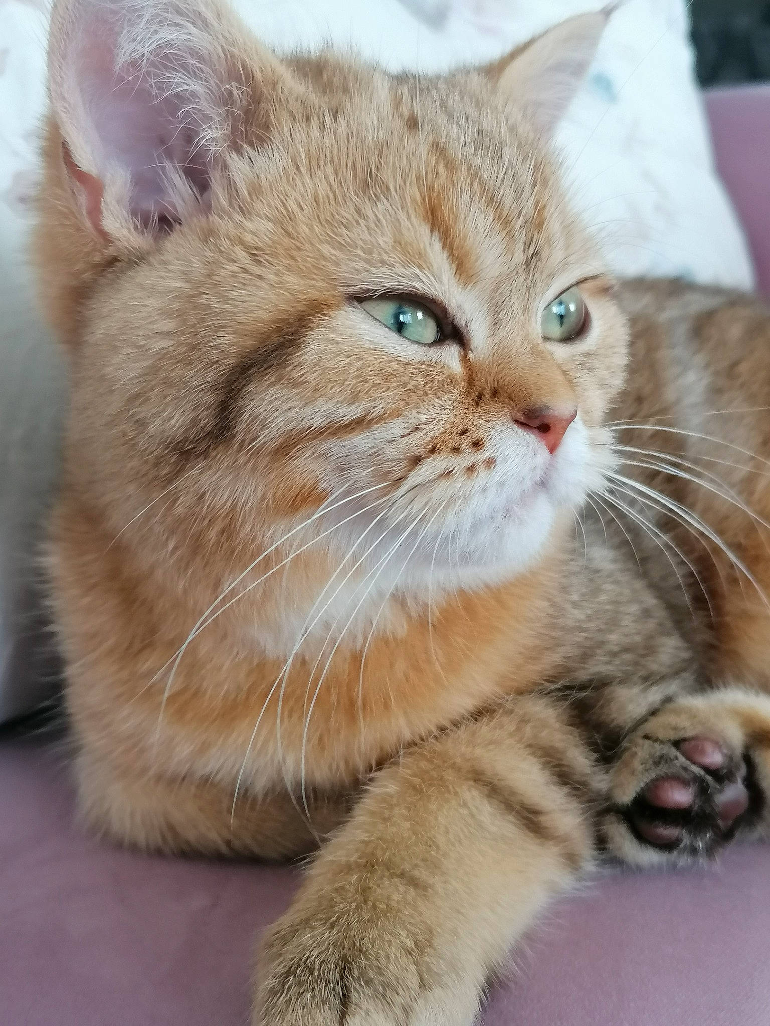 Atlas participe au concours pour gagner de l'argent avec cette photo : carnivore, cat, claw, close_up, domestic_short_haired_cat, eye, fawn, felidae, fur, gesture, paw, photo_caption, small_to_medium_sized_cats, snout, tail, terrestrial_animal, whiskers, wildlife, window, wood