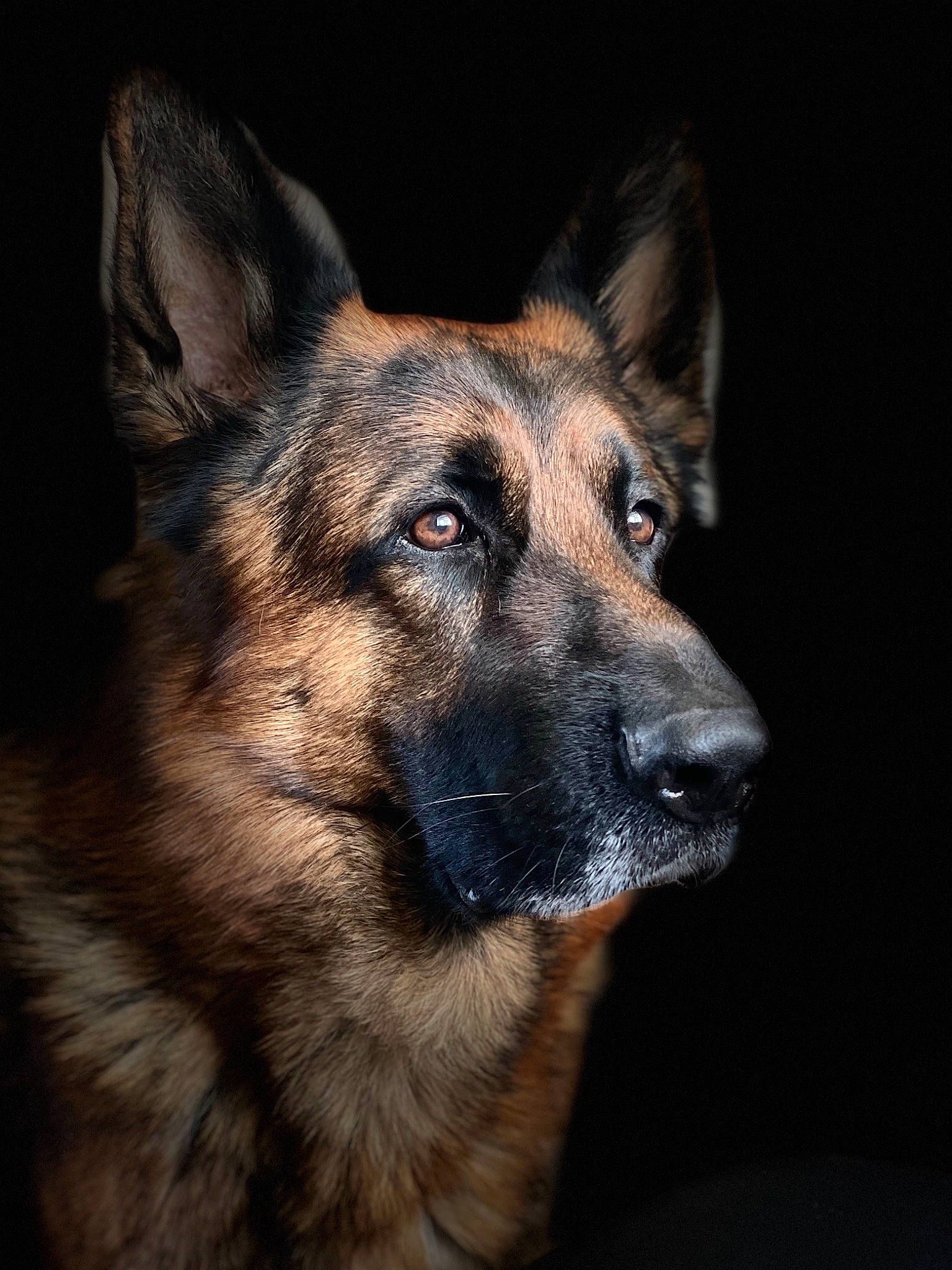 Mambo participe au concours pour gagner de l'argent avec cette photo : canidae, carnivore, companion_dog, dog, dog_breed, east_european_shepherd, fawn, fur, german_shepherd_dog, herding_dog, king_shepherd, old_german_shepherd_dog, plant, snout, sporting_group, terrestrial_animal, whiskers, wildlife, working_animal, working_dog