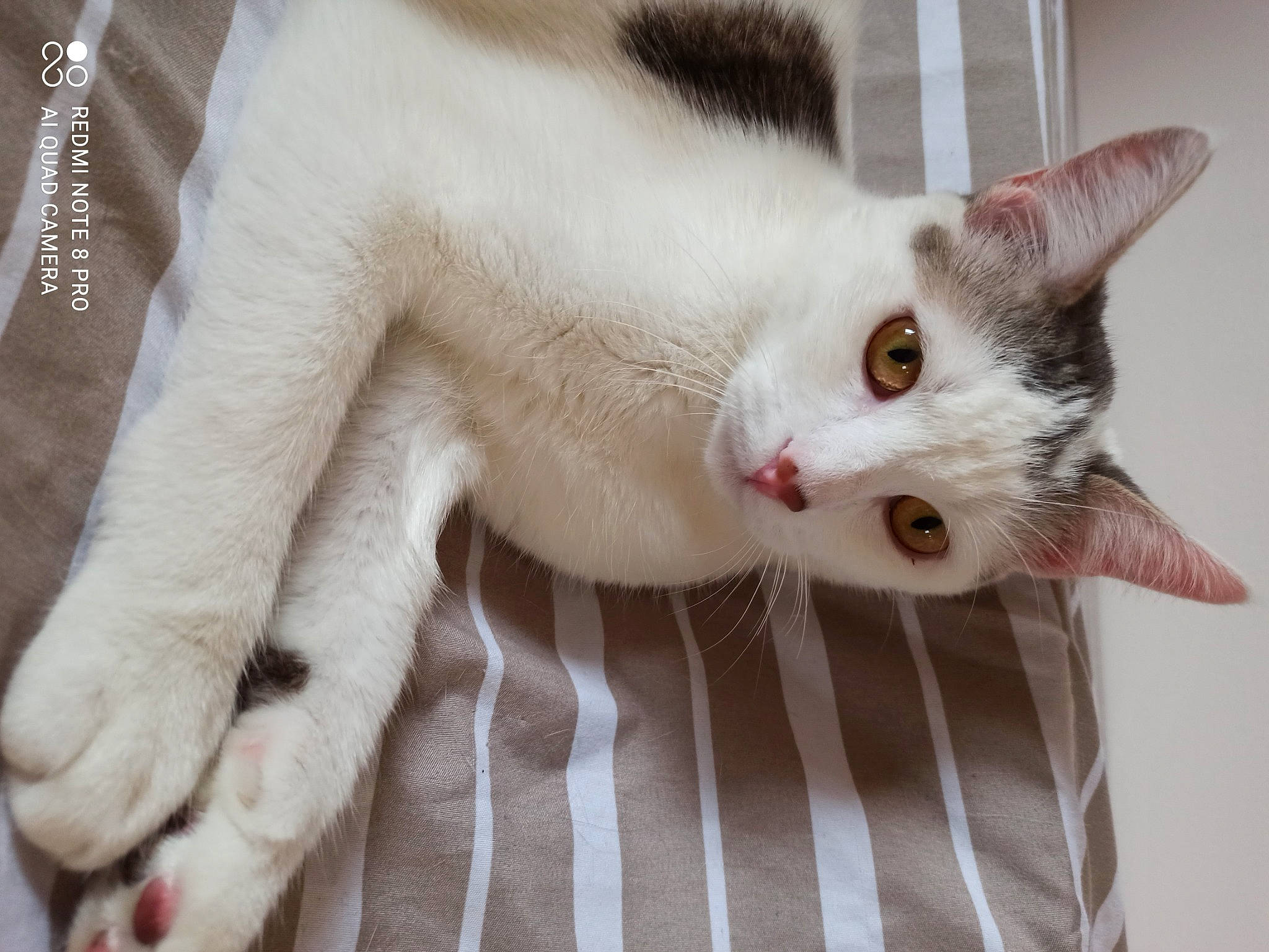 Nelson participe au concours pour gagner de l'argent avec cette photo : carnivore, cat, cat_supply, claw, comfort, domestic_short_haired_cat, ear, felidae, fur, mammal, pattern, paw, small_to_medium_sized_cats, snout, tail, vertebrate, whiskers