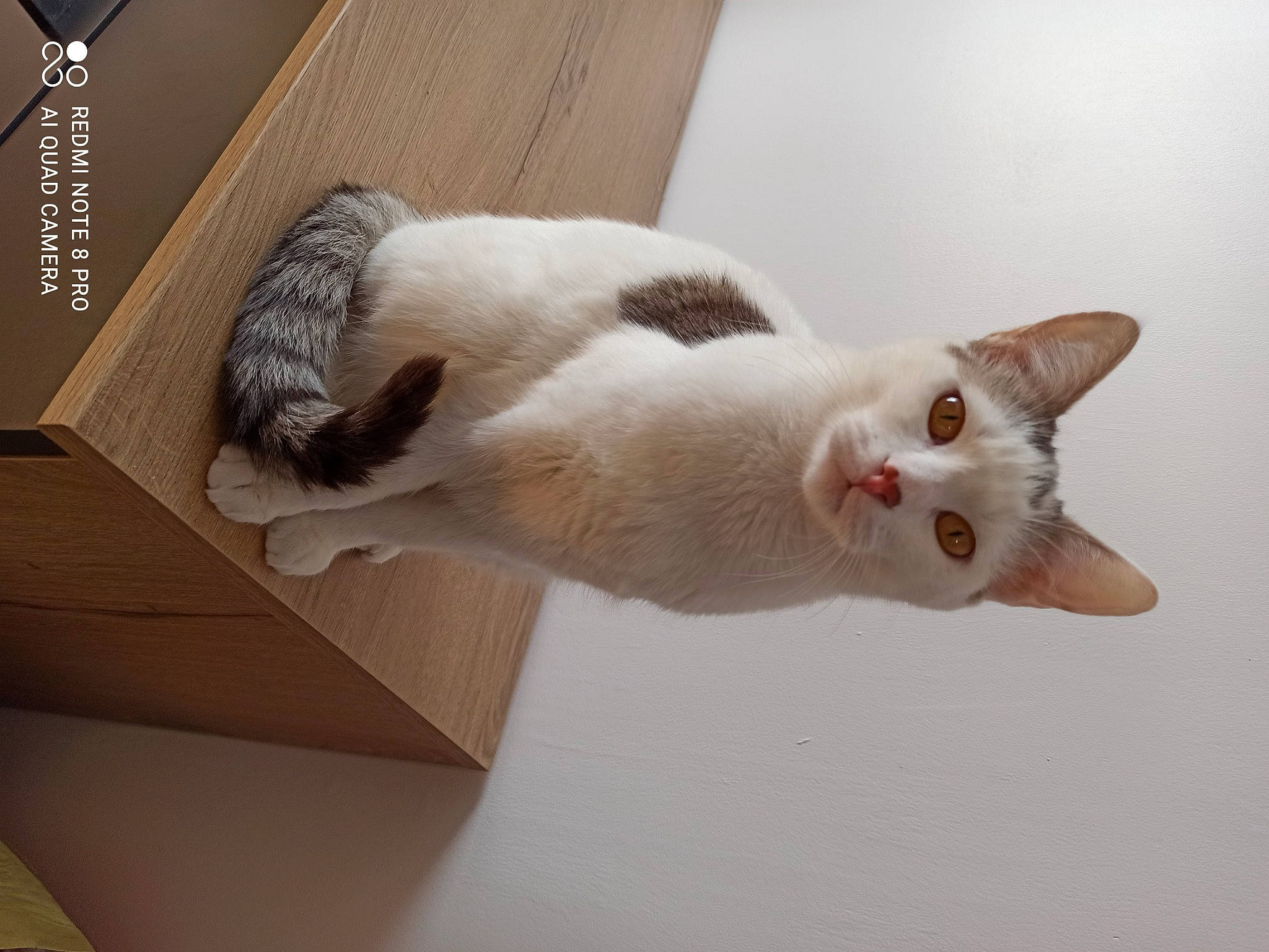 Nelson a rejoint le concours — aidez-le/la à gagner de superbes lots ! box, cardboard, carnivore, carton, cat, comfort, domestic_short_haired_cat, fawn, felidae, fur, hardwood, paw, shipping_box, small_to_medium_sized_cats, snout, tail, whiskers, wood