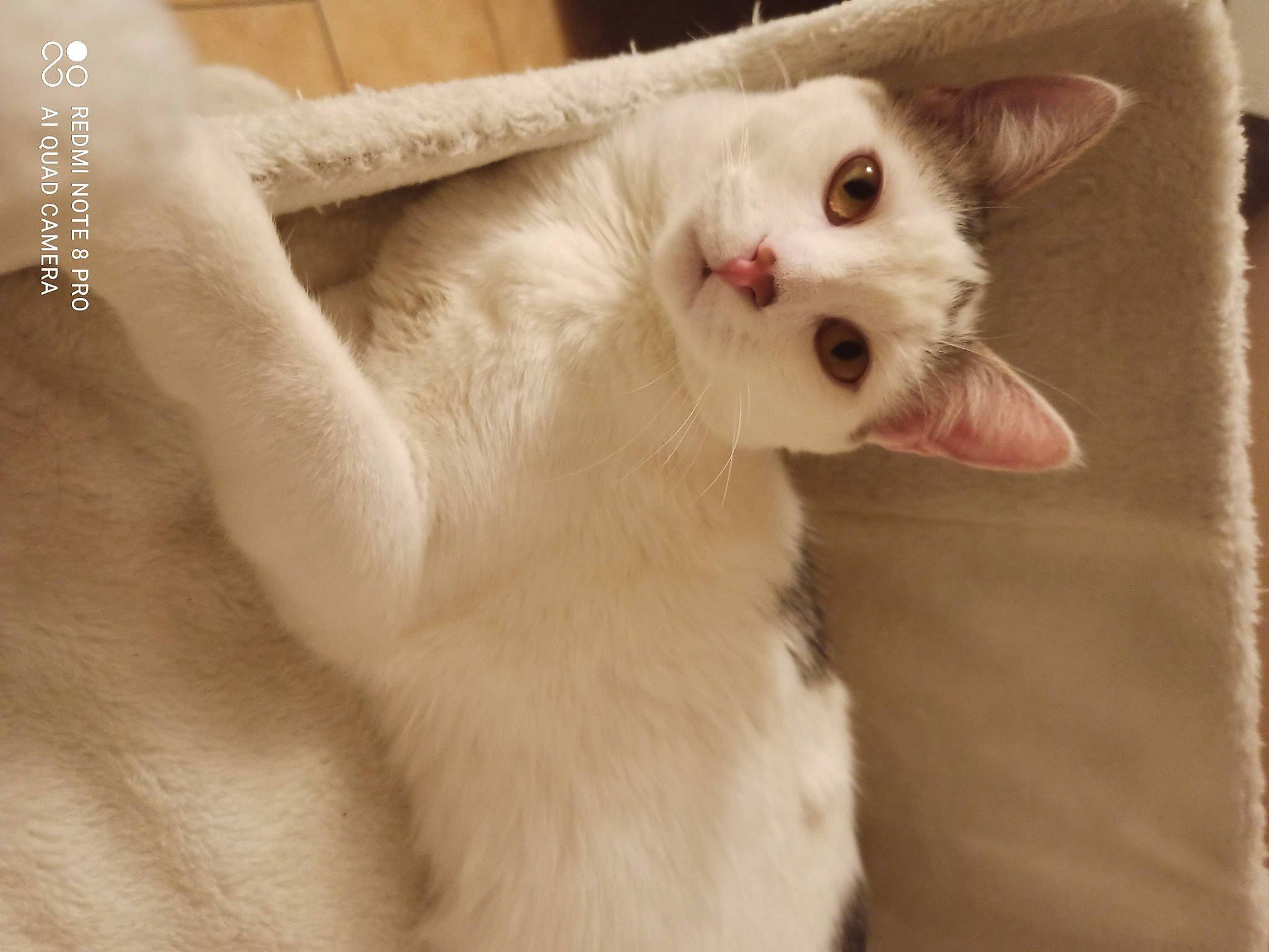 Nelson participe au concours pour gagner de l'argent avec cette photo : carnivore, cat, claw, comfort, domestic_short_haired_cat, fang, fawn, felidae, fur, jewellery, paw, small_to_medium_sized_cats, tail, whiskers