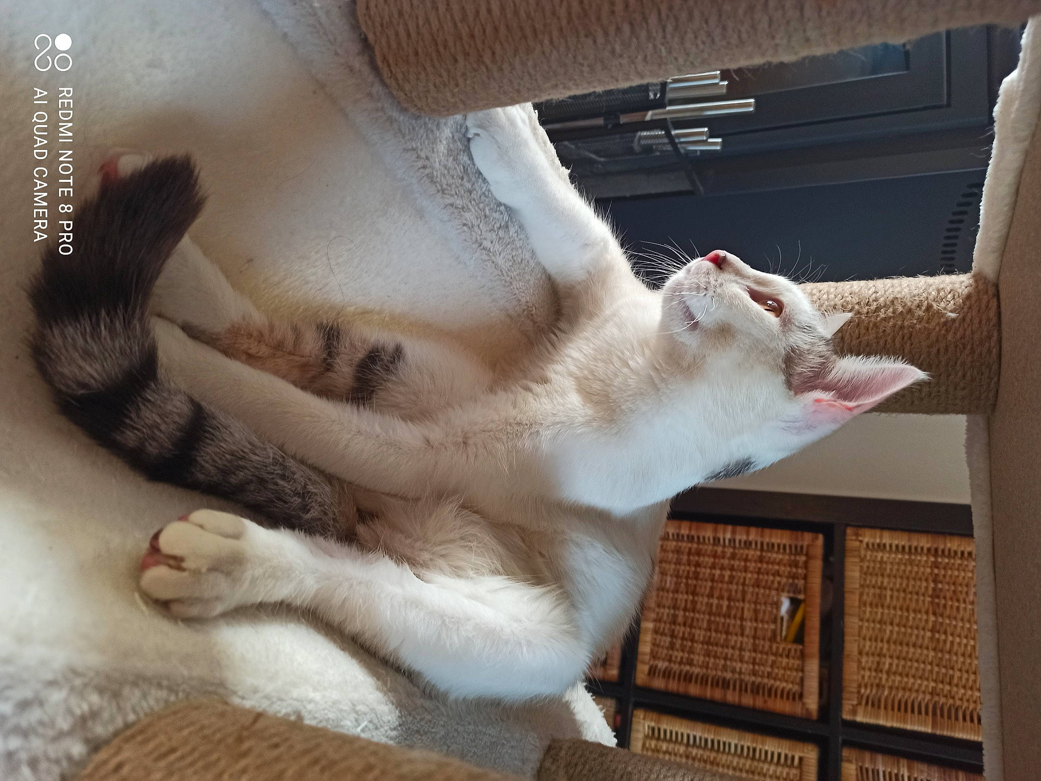 Nelson a rejoint le concours — aidez-le/la à gagner de superbes lots ! carnivore, cat, claw, comfort, domestic_short_haired_cat, fawn, felidae, foot, fur, gesture, human_leg, linens, nail, nap, paw, small_to_medium_sized_cats, snout, tail, whiskers, window