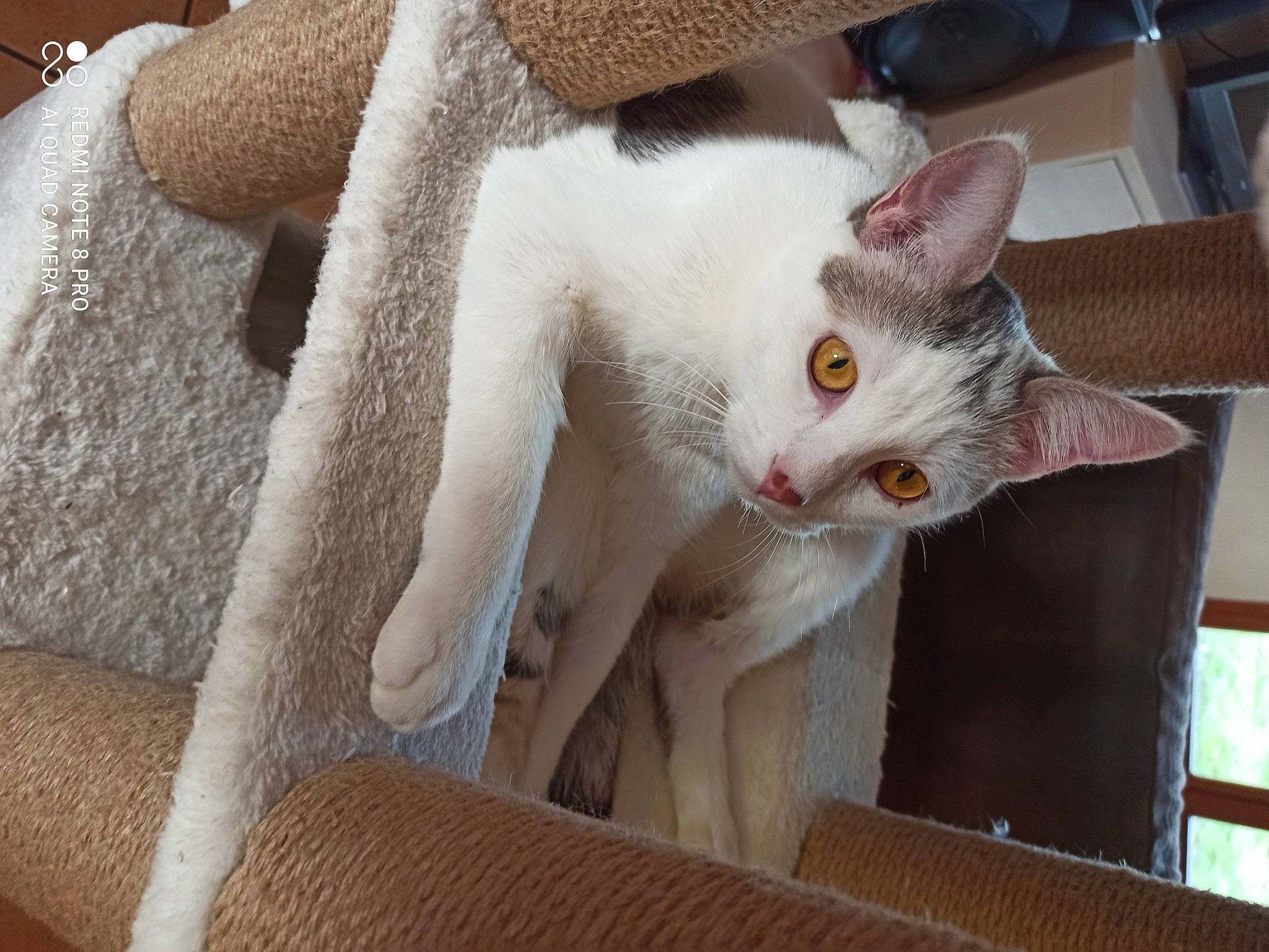 Nelson a rejoint le concours — aidez-le/la à gagner de superbes lots ! carnivore, cat, comfort, domestic_short_haired_cat, fawn, felidae, fur, small_to_medium_sized_cats, snout, tail, whiskers, wood