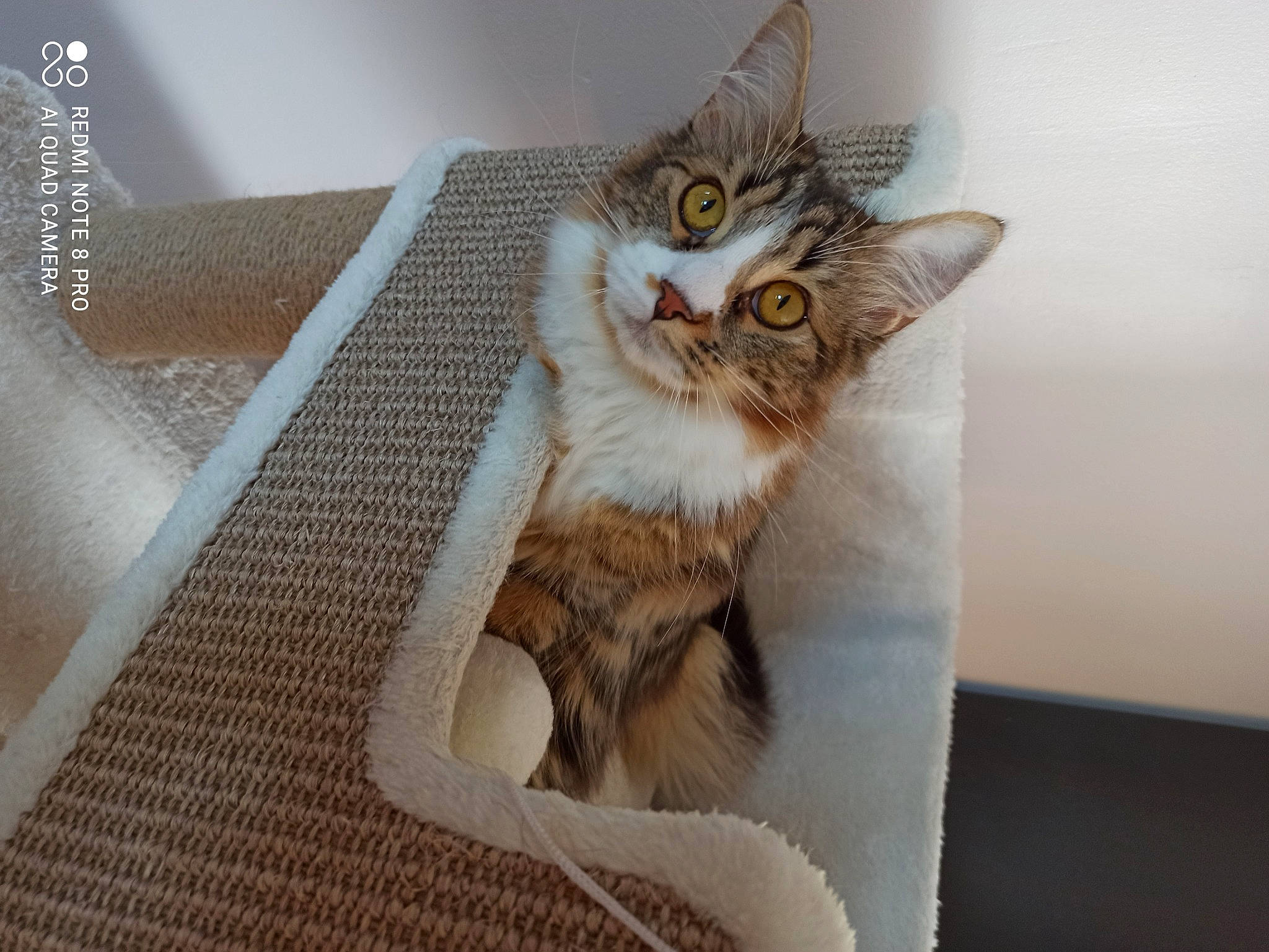 Malia participe au concours pour gagner de l'argent avec cette photo : box, carnivore, cat, cat_supply, comfort, couch, domestic_short_haired_cat, door, fawn, felidae, fur, paw, pet_supply, shelf, small_to_medium_sized_cats, snout, tail, whiskers, window, wood