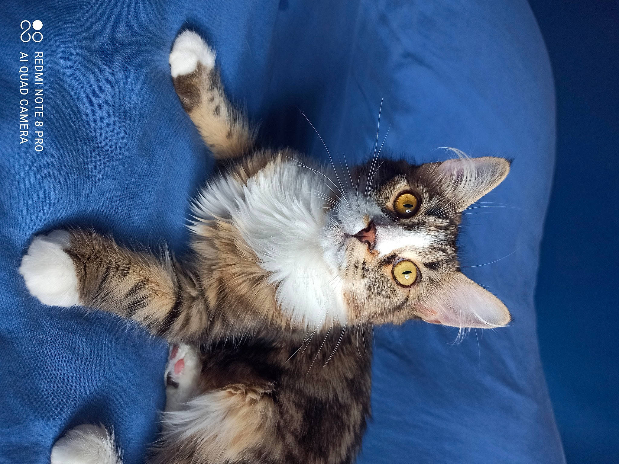 Malia participe au concours pour gagner de l'argent avec cette photo : carnivore, cat, claw, domestic_short_haired_cat, ear, eye, fawn, felidae, fur, gesture, iris, paw, photo_caption, plant, small_to_medium_sized_cats, snout, tail, terrestrial_animal, whiskers, wildlife