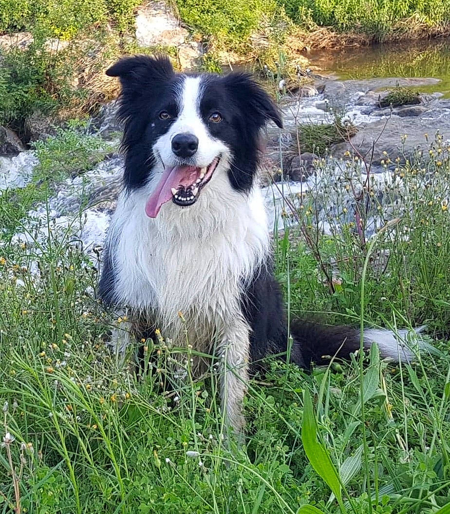 Simba a rejoint le concours — aidez-le/la à gagner de superbes lots ! australian_collie, bog, border_collie, canidae, carnivore, companion_dog, dog, dog_breed, fen, fur, grass, grass_family, groundcover, herding_dog, mammal, marsh, snout, sporting_group, stream, wetland