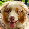 animal, brown_fur, canine, close_up, dog, ears, fluffy, fur, grass, happy, heterochromia, muzzle, nose, orange_fur, outdoor, pet, portrait, tongue, tongue_out, white_fur