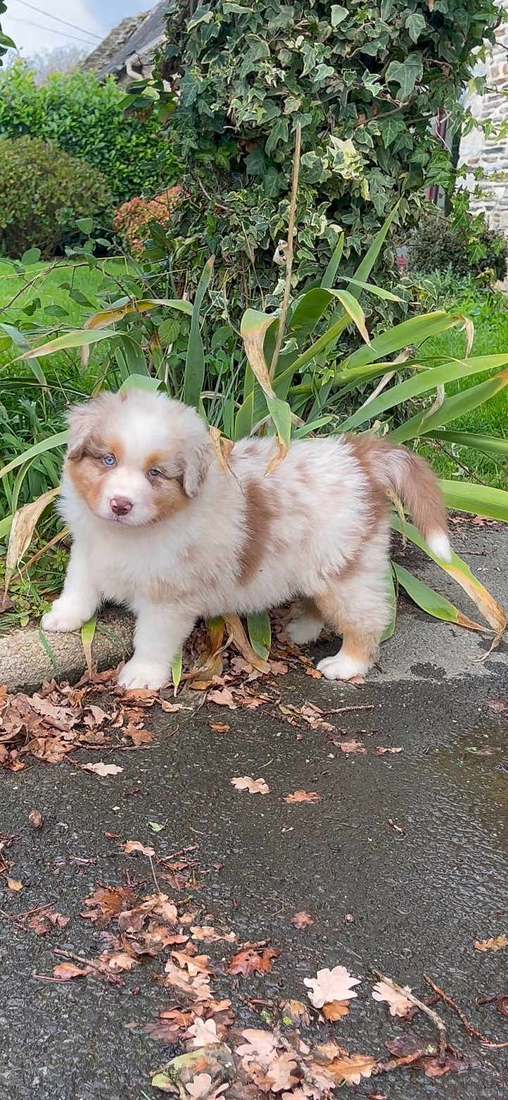 Aslan a rejoint le concours — aidez-le/la à gagner de superbes lots ! puppy, dog, fluffy, blue_eye, brown_eye, outdoor, garden, plants, leaves, wet_pavement, curious, stone_house, greenery, nature, young_dog, adorable, pet, fur, side_view, standing