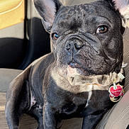 Chanel is registered to the contest to win money with this photo: dog, french_bulldog, pet, canine, animal, car_interior, seat, sunlight, portrait, brown_eyes, ears, snout, fur, collar, tag, domestic_animal, paw, sitting, close_up, indoor
