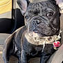 dog, french_bulldog, pet, canine, animal, car_interior, seat, sunlight, portrait, brown_eyes, ears, snout, fur, collar, tag, domestic_animal, paw, sitting, close_up, indoor