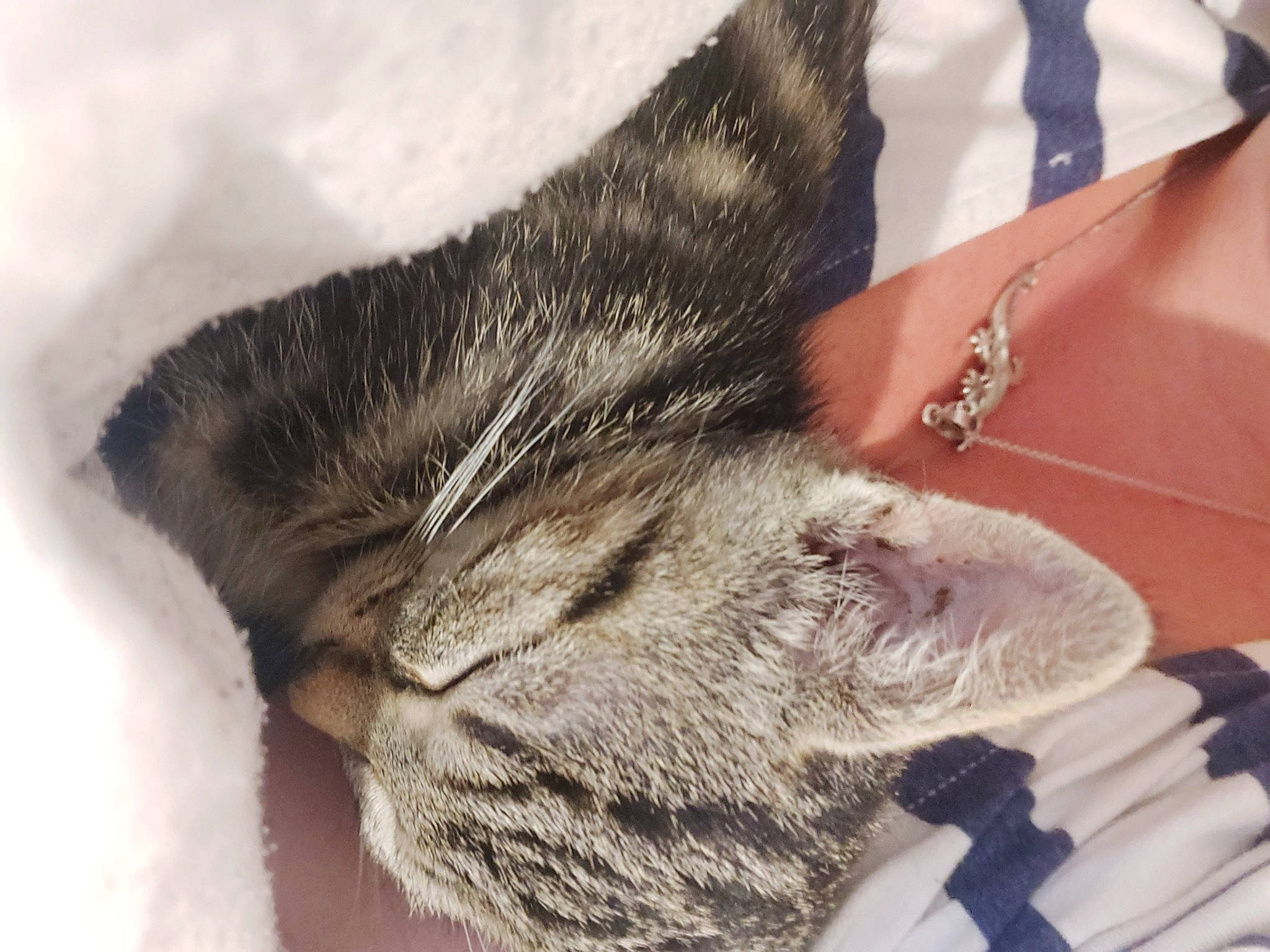 Rosty participe au concours pour gagner de l'argent avec cette photo : american_shorthair, carnivore, cat, claw, domestic_short_haired_cat, ear, european_shorthair, felidae, fur, kitten, paw, polydactyl_cat, skin, sleep, small_to_medium_sized_cats, snout, tabby_cat, tail, textile, whiskers