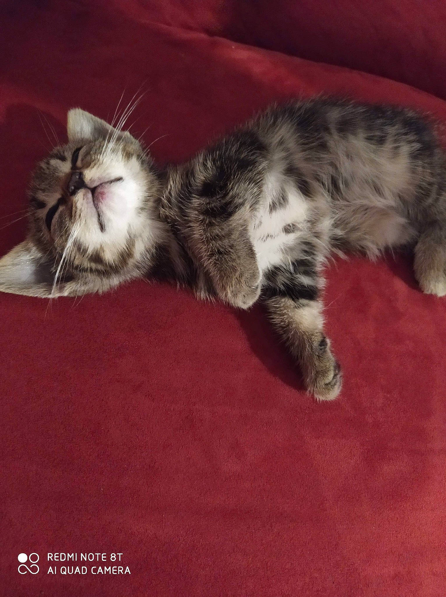 Rosty a rejoint le concours — aidez-le/la à gagner de superbes lots ! american_shorthair, asian, carnivore, cat, domestic_short_haired_cat, dragon_li, egyptian_mau, european_shorthair, felidae, kitten, kurilian_bobtail, mammal, norwegian_forest_cat, pixie_bob, small_to_medium_sized_cats, tabby_cat, tail, vertebrate, whiskers