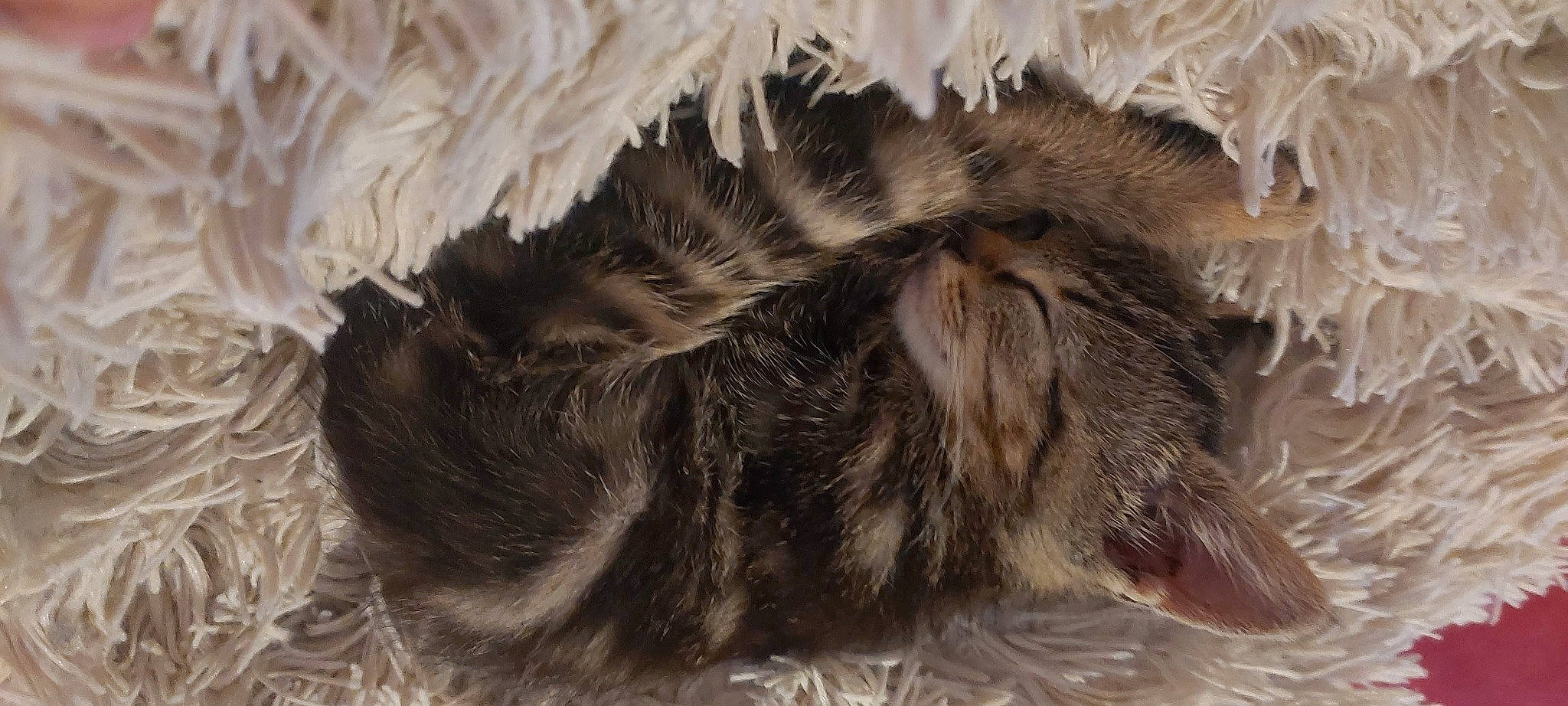 Rosty a rejoint le concours — aidez-le/la à gagner de superbes lots ! cat, claw, feather, fur, tail