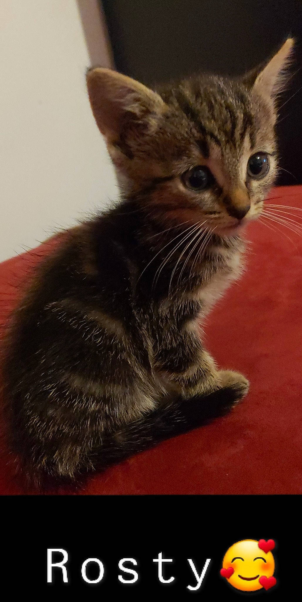 Rosty a rejoint le concours — aidez-le/la à gagner de superbes lots ! aegean_cat, american_shorthair, american_wirehair, asian, california_spangled, carnivore, cat, domestic_short_haired_cat, dragon_li, european_shorthair, felidae, kitten, mammal, ojos_azules, polydactyl_cat, small_to_medium_sized_cats, snout, tabby_cat, vertebrate, whiskers