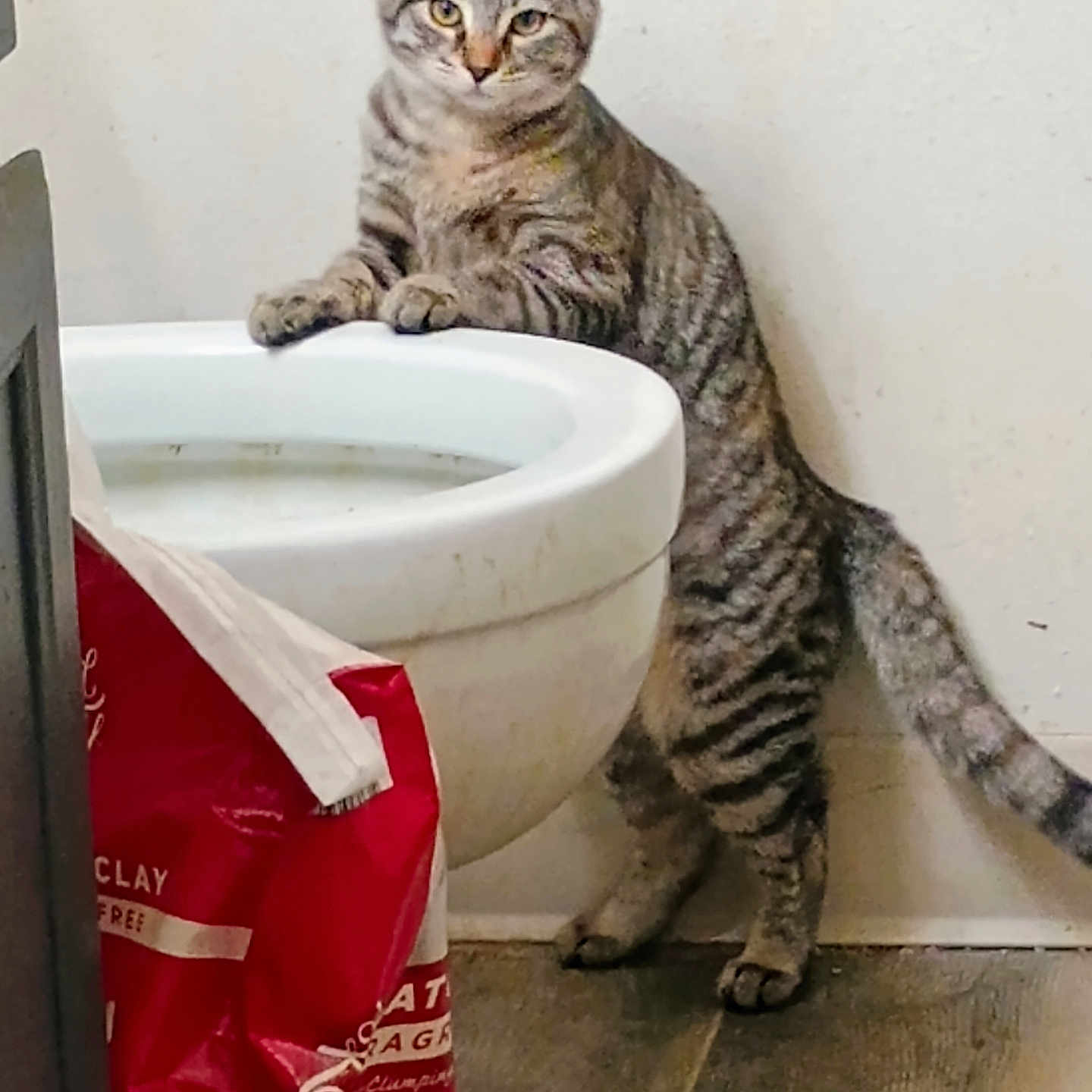 Willow joined the competition — help win amazing prizes! animal, bathroom, cat, cat_litter_bag, container, curiosity, curious, domestic_cat, feline, floor, front_paws, hind_legs, household, indoor, pet, standing, striped, tabby, toilet, wall