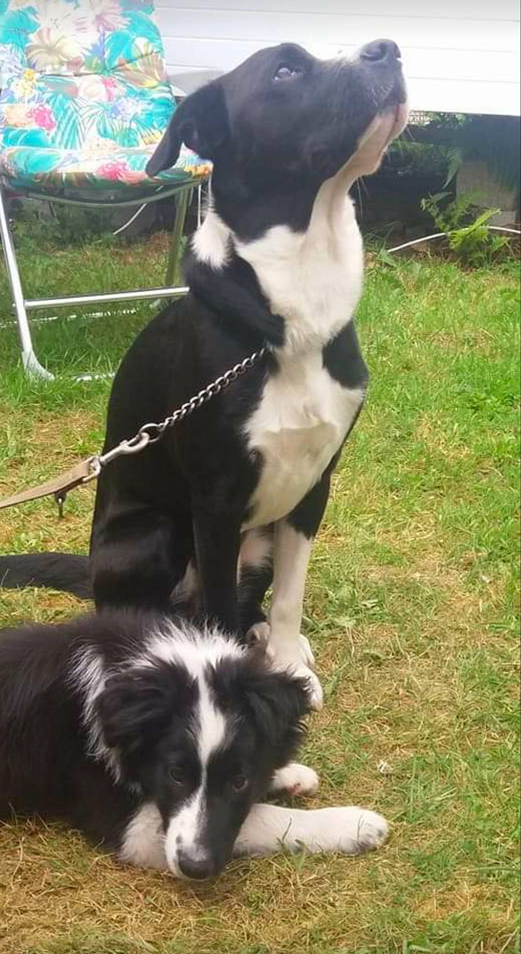 Kyko participe au concours pour gagner de l'argent avec cette photo : border_collie, canidae, carnivore, collar, companion_dog, dog, dog_breed, dog_collar, fur, grass, green, herding_dog, light, pet_supply, plant, sporting_group, tail, terrestrial_animal, working_animal, working_dog