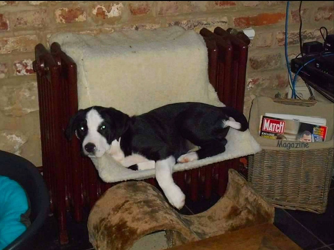 Kyko participe au concours pour gagner de l'argent avec cette photo : bag, canidae, carnivore, chair, comfort, companion_dog, couch, dog, dog_breed, fur, furniture, herding_dog, luggage_and_bags, mcnab, non_sporting_group, room, sporting_group, tail, working_animal, working_dog