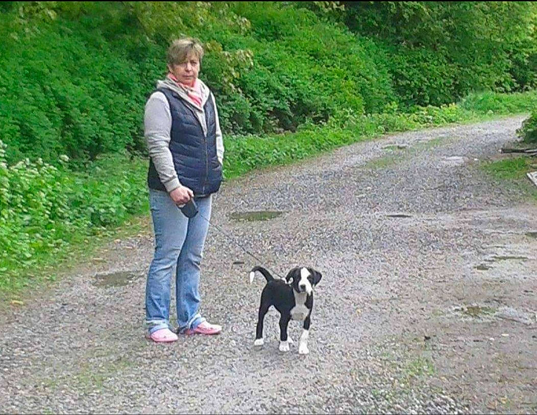 Kyko a rejoint le concours — aidez-le/la à gagner de superbes lots ! canidae, carnivore, companion_dog, dog, dog_breed, dog_hiking, dog_walking, forest, grass, leash, leisure, people_in_nature, plant, recreation, soil, sporting_group, tail, trail, walking, working_animal