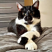 Domino is registered to the contest to win money with this photo: animal, bed, black_and_white, blanket, cat, cozy, cute, domestic_animal, ears, eyes, feline, fur, indoor, paws, pet, portrait, relaxed, resting, tuxedo_cat, whiskers