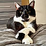 animal, bed, black_and_white, blanket, cat, cozy, cute, domestic_animal, ears, eyes, feline, fur, indoor, paws, pet, portrait, relaxed, resting, tuxedo_cat, whiskers