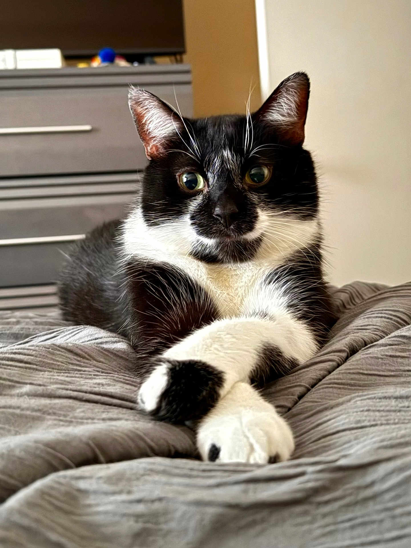 Domino