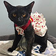 Eclipse is registered to the contest to win money with this photo: animal, bed, black_cat, blanket, cat, cherry_pattern, collar, costume, cute, dress, ears, feline, fur, indoor, paws, pet, portrait, tag, whiskers, yellow_eyes
