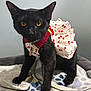 animal, bed, black_cat, blanket, cat, cherry_pattern, collar, costume, cute, dress, ears, feline, fur, indoor, paws, pet, portrait, tag, whiskers, yellow_eyes