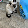 Lea participe au concours pour gagner de l'argent avec cette photo : kitten, cat, siamese, blue_eyes, floor, wooden_floor, container, fabric_softener, lenor, household, indoor, pet, curious, small, fur, tail, ears, close_up, domestic, cute