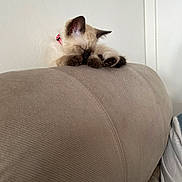 Lea a rejoint le concours — aidez-le/la à gagner de superbes lots ! kitten, cat, sleeping, couch, beige, fur, paws, ears, indoor, cozy, resting, pet, animal, cute, collar, home, soft, relaxing, feline, nap