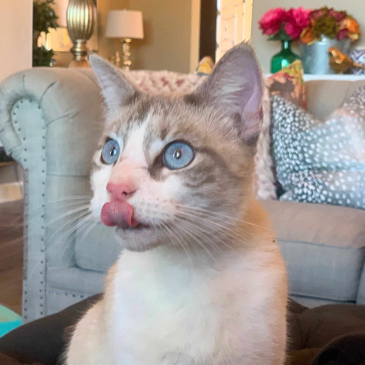 Coco joined the competition — help win amazing prizes! blue_eyes, cat, close_up, couch, curious, cute, flowers, furniture, home_decor, indoor, kitten, lamp, living_room, pet, pillow, portrait, tongue_out, upholstery, vase, whiskers